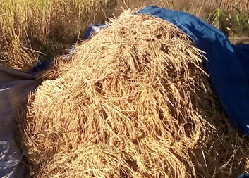 Improving self-reliance of refugees and host communities 